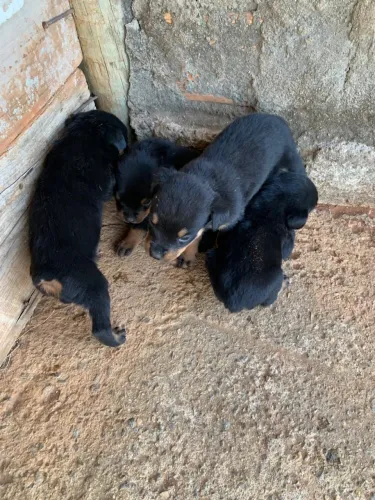 Filhotes de cachorro Rootwailler cabeça de touro