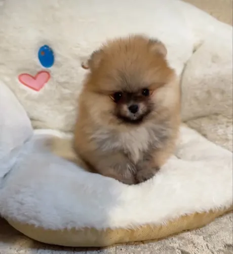 lulu da pomerania anão