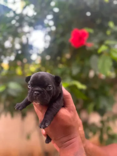 Filhote de buldogue francês