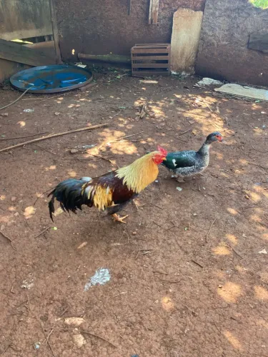 Vendas e patos e galinhas e patinhos