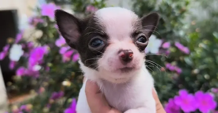 Chihuauha fêmea minúscula 