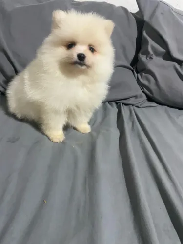 Spitz alemão machos