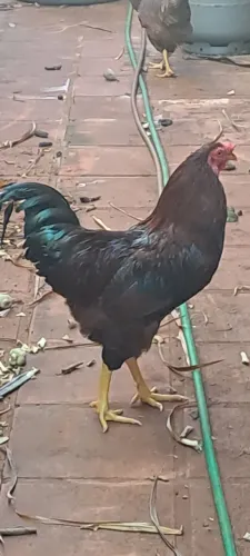 Vendo Galo e 3 galinhas raça Rhod Island Red