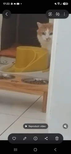 Vendo duas fontes para gatos