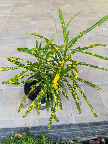 Jardinagem  