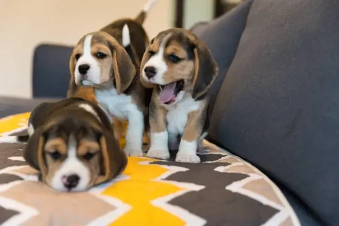 ? Filhotes de Beagle | Companhia Perfeita para sua Família