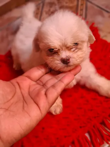 Sthi-tzu 