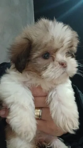 Filhote de shitzu com lhasa apso (Fêmea)