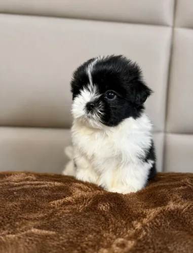 Shih tzu