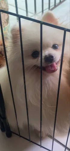Spitz alemão para cobertura (Lulu da pomerania baby face)