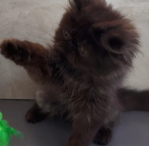 Gatos persas com pedigree 