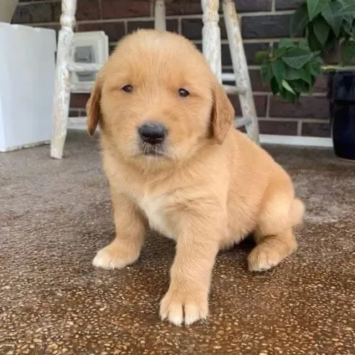 Filhotes de Golden Retriever | Filhotes cheios de charme