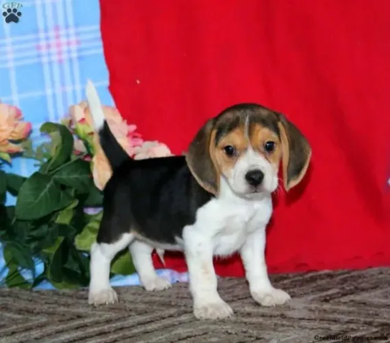 Beagle - Últimos Filhotes | Fale no WhatsApp