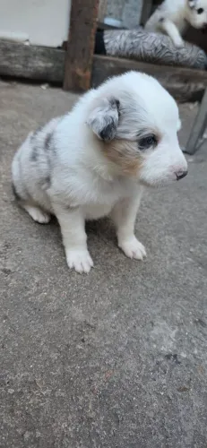 Filhotes de Boder Collie