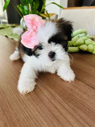 SHIH TZU COM PEDIGREE EM ATÉ 10 X