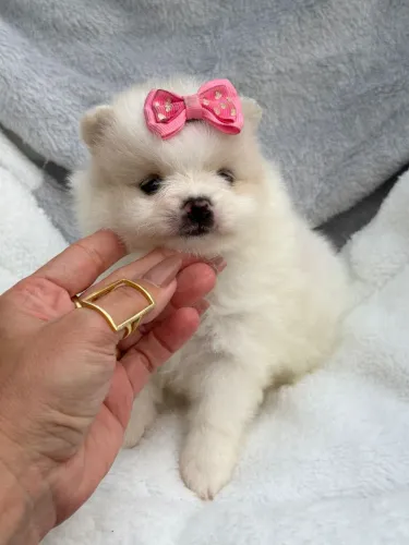 Spitz Alemão fêmea bicolor - Branco com creme. Uma bolinha de Pêlos charmosíssima!