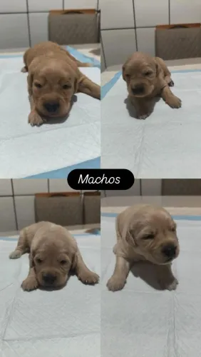 Filhote de GOLDEM RETRIEVER disponível pra vendas  