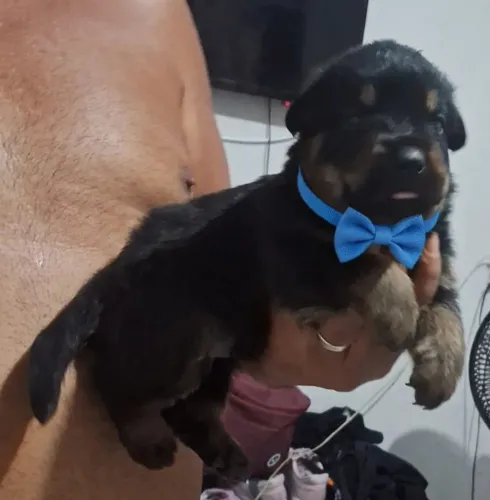 Vende-se lindo cachorro puro cabeça de touro rottwaller 