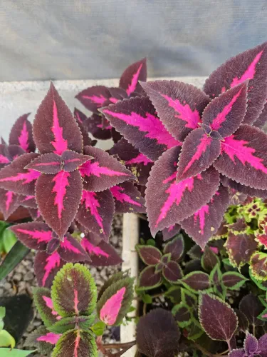 Planta, 8 variedades/ faço a entrega