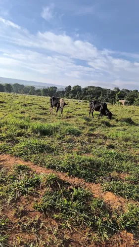 Chácara de 5.5 Hectares na Pedra Fundamental / Planaltina DF