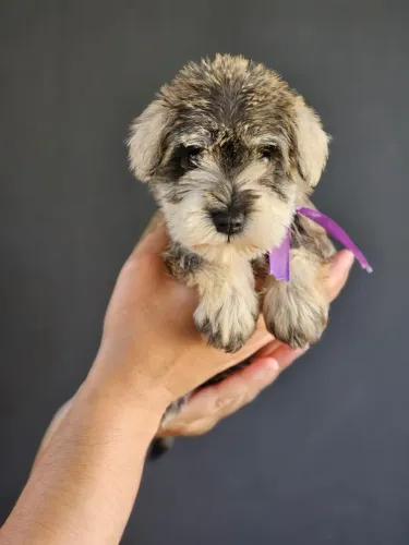 Schnauzer Miniatura | Entrega em Cascavel 27/03