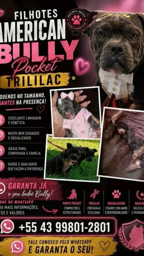Filhotes American bully pocket 