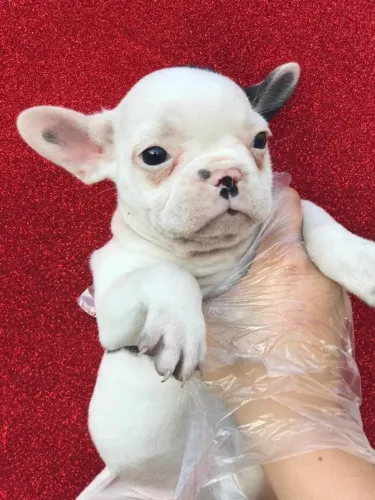 Bulldog frances super companheiros