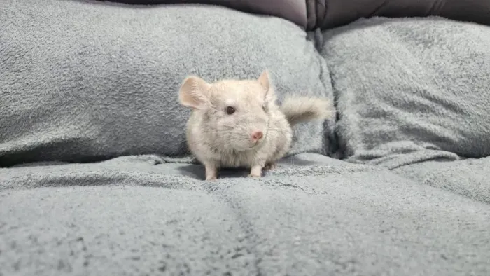 Filhote de Chinchila