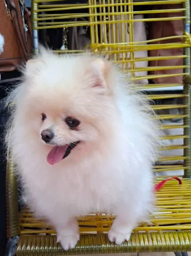 SPITZ ALEMÃO MACHO 