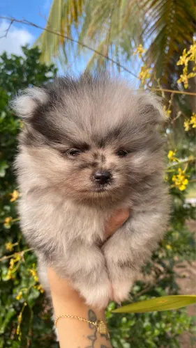 Lulu da pomerania merle