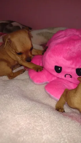 Pinscher macho 