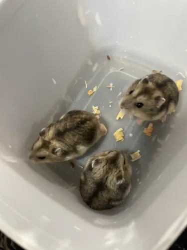 Hamster