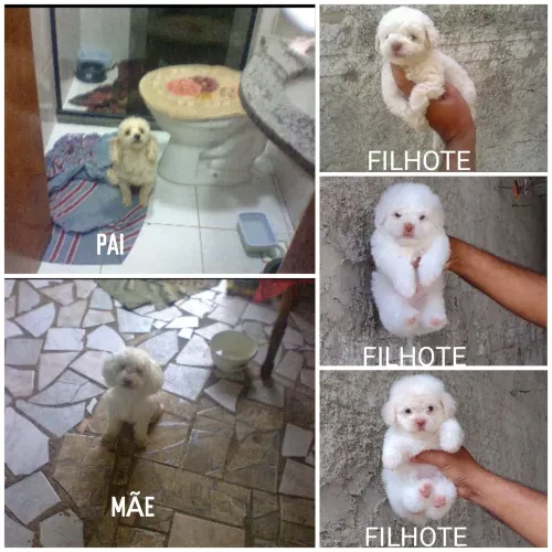 POODLE TOY CANIL