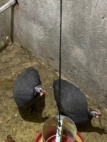Guiné