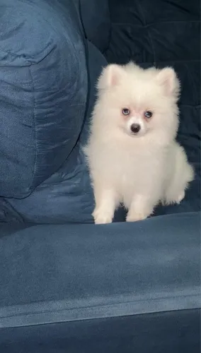 Lulu da pomerania 