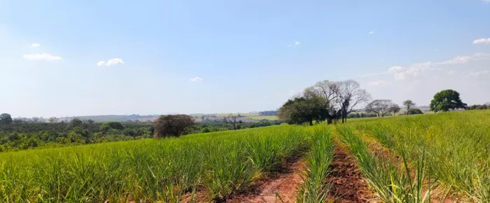 16 alqu com 81% de cana em Ibira