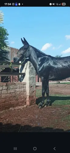 Burro marchador top de patrao