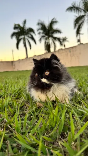 Gato persa
