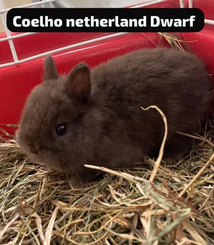 Filhote de coelho anão 