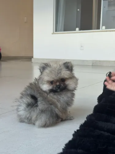 Filhote Lulu da Pomerania Anão e Spitz Alemão anao