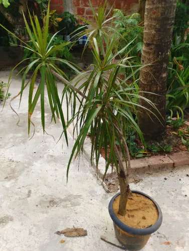 Planta  excelente para seu jardim 