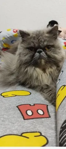 Procuro gato persa macho pra cruzar 