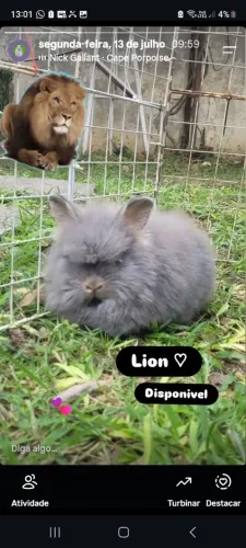 Coelha lion head