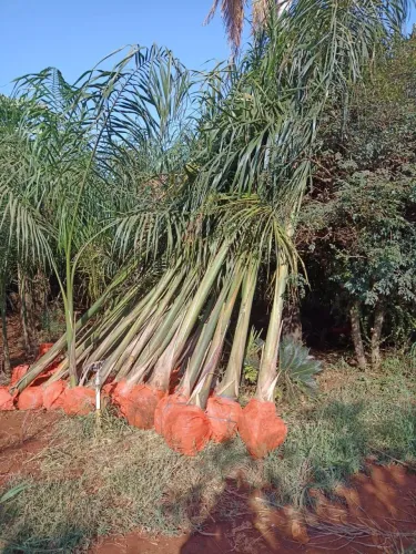 Palmeira imperial