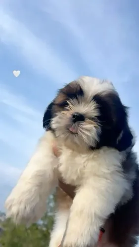 Lhasa Apso Presença Que Suaviza Momentos