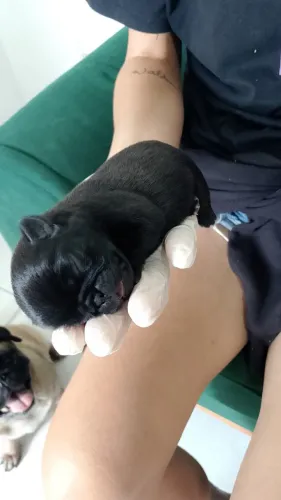 Cachorro da raça Pug 