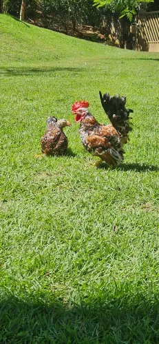 Galinhas