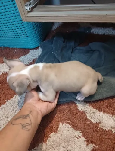 Bulldog Francês macho .
