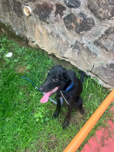 doa-se filhote de cachorro de pastor belga