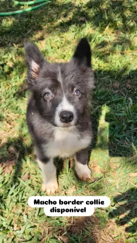 Filhote de Border Collie a venda.